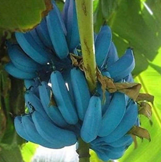 Generic Blue Java Banana Tree - Ice Cream Banana Plant - Live Starter Fruit Tree - Blue Banana Tree Plant - Banana Tree Live, Green