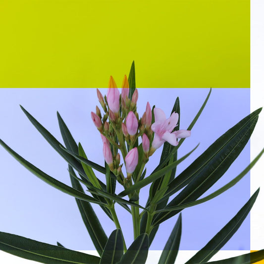 American Plant Exchange Oleander 'Petite Pink' – 10-Inch Pot – Live Flowering Shrub with Soft Pink Blooms, Drought-Tolerant Outdoor Plant for Patios, Gardens, Borders & Landscape Hedges