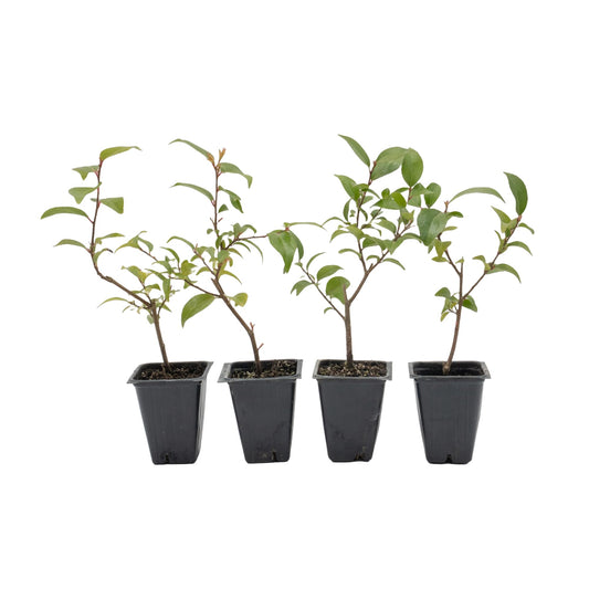 4 Xylosma Congestum, Live Plants – Shiny Xylosma in 2.5” Nursery Cubes – Fast-Growing, Low-Maintenance Evergreen Shrub for Hedges & Landscaping