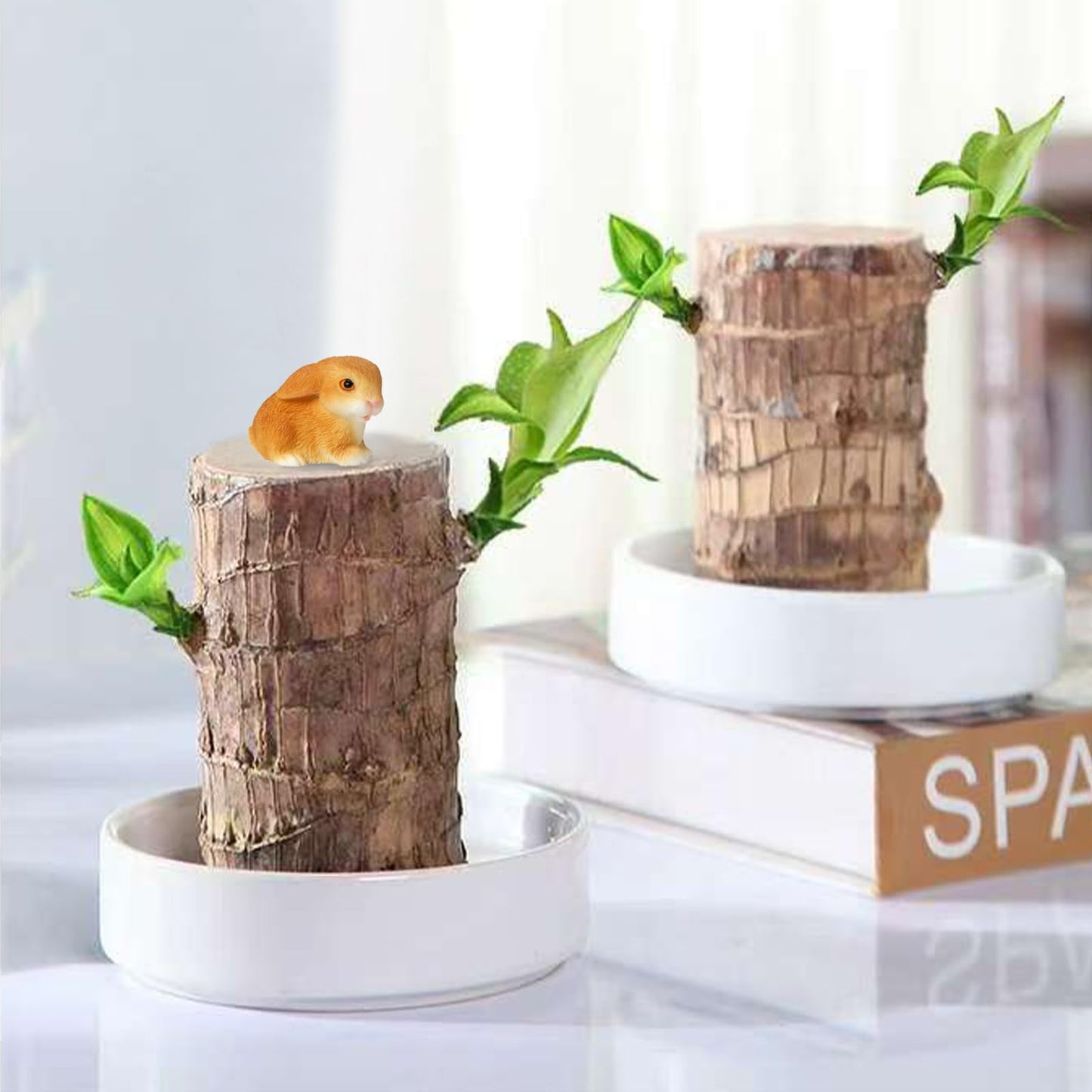 Brazilian Lucky Wood Plant,Fortune Brazil Wood Potted Plant,Mini Brazil Decoration, Desk Decor for Home & Office Desktop Planter