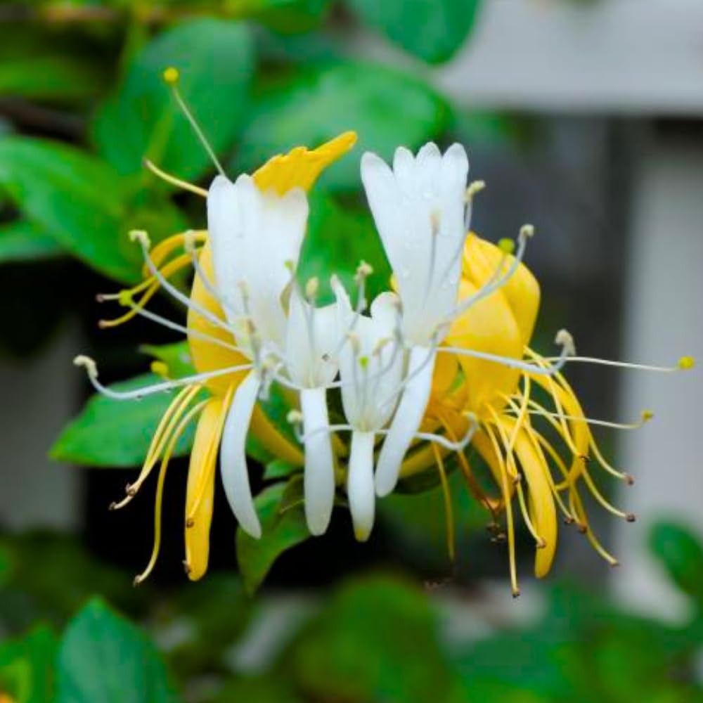 Fragrant White Yellow Climbing Honeysuckle Plant Live Vine, Lonicera Perennial Honeysuckle Plants 5 to 9 Inches Tall