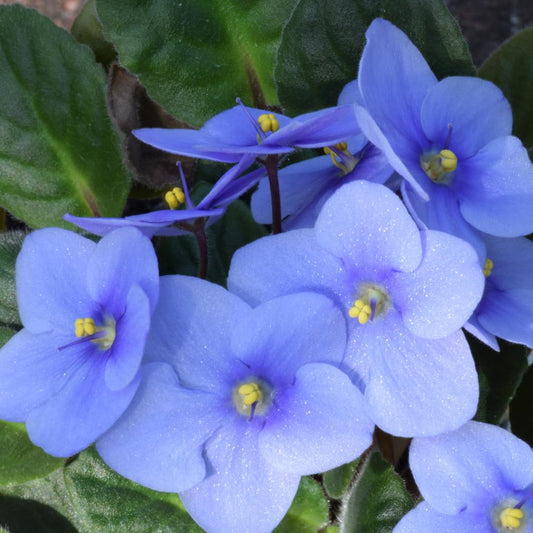 Light Blue African Violet Live Plant, 4 Inch Pot African Violets Live Plants, Violets Flowers Houseplants, Perennial Flowering Violet Plant Indoor Garden