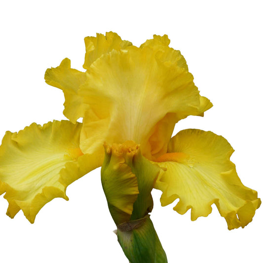 Picasso Moon Bearded Iris Plant Potted, Large Yellow Flowers, Heavy Bloomer, Stargazer Perennials
