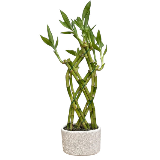 Hopewind Plants Shop - Lucky Bamboo Live Plant in Decorative Pot, Easy to Maintain Indoor Houseplant, Perfect for Home, Room, or Office Decor, Great Gift, 12-15 Inches Tal (White)