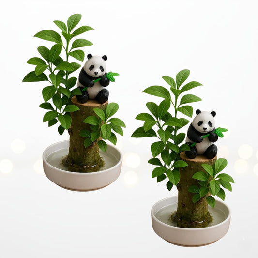 Brazilian Willow Wood Desktop Grow Kits - Great Gift for Office or Wedding Party - Office Secret Santa Gift Exchange - White Elephant - Lucky Joy Kit (2 Kits)