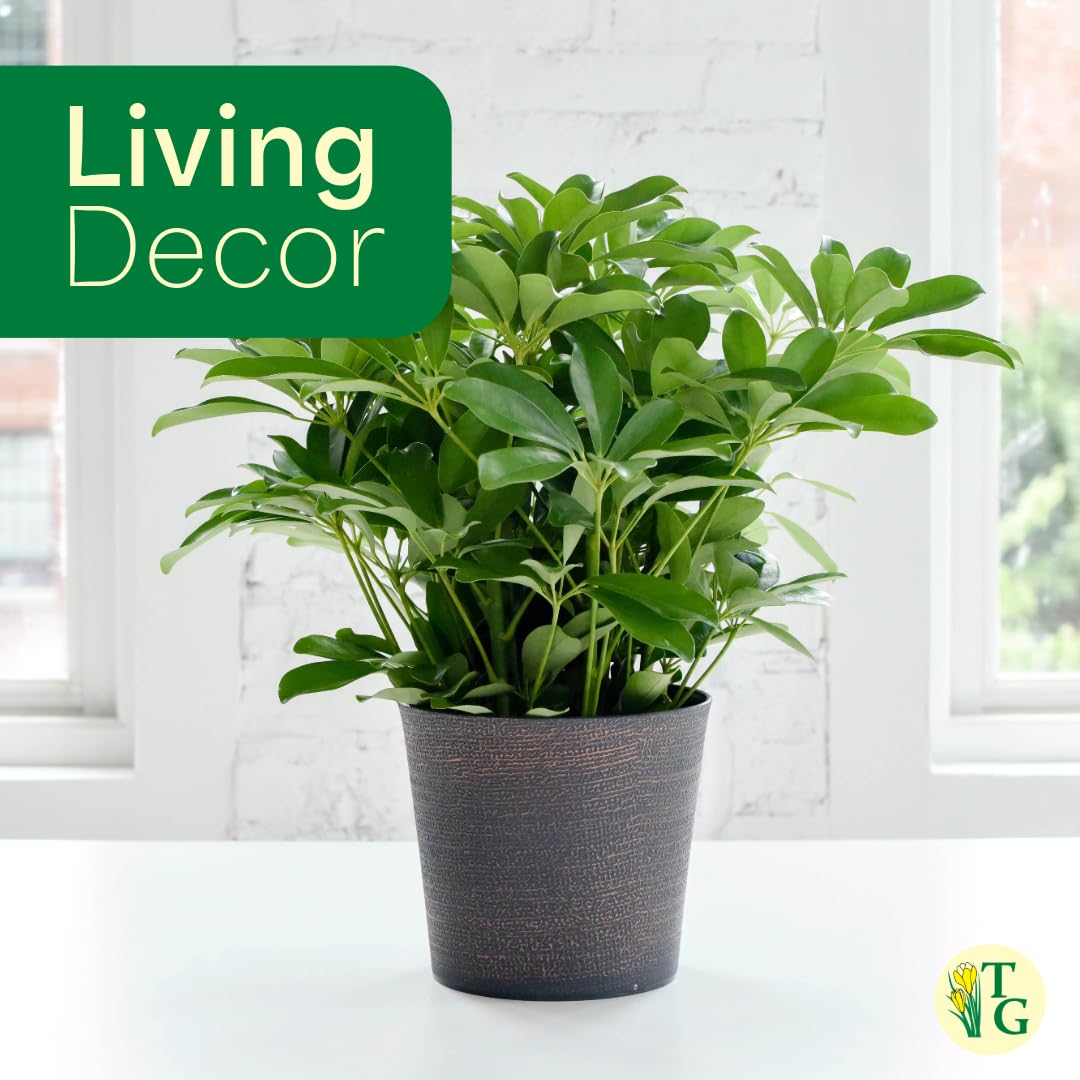 Thorsen's Greenhouse Live Arboricola Umbrella Tree Plant, Schefflera Arboricola, Natural Air Purifier, Easy to Grow, Live Indoor Houseplant, 4-inch Diameter (Lavender)