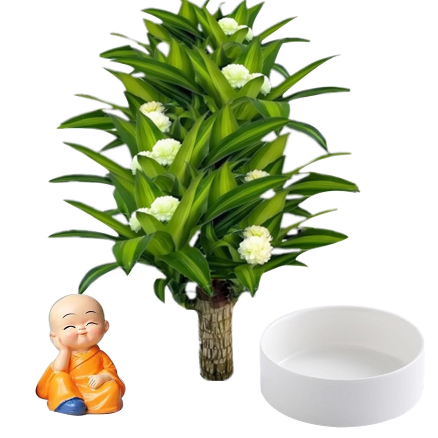 Brazilian Lucky Wood Plant,Brazilian Wood Doesn't Need to Wait to Sprout, Natural Air Cleaner, Suitable for Home Office Desk Decor (Yellow)