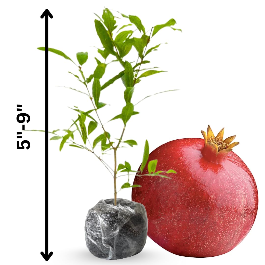 3 Pomegranate Trees Live Plants Cold Hardy, Large Sweet Fruit Pomegranates Plants Well-Rooted, 5-9 Inches Tall, No Pot