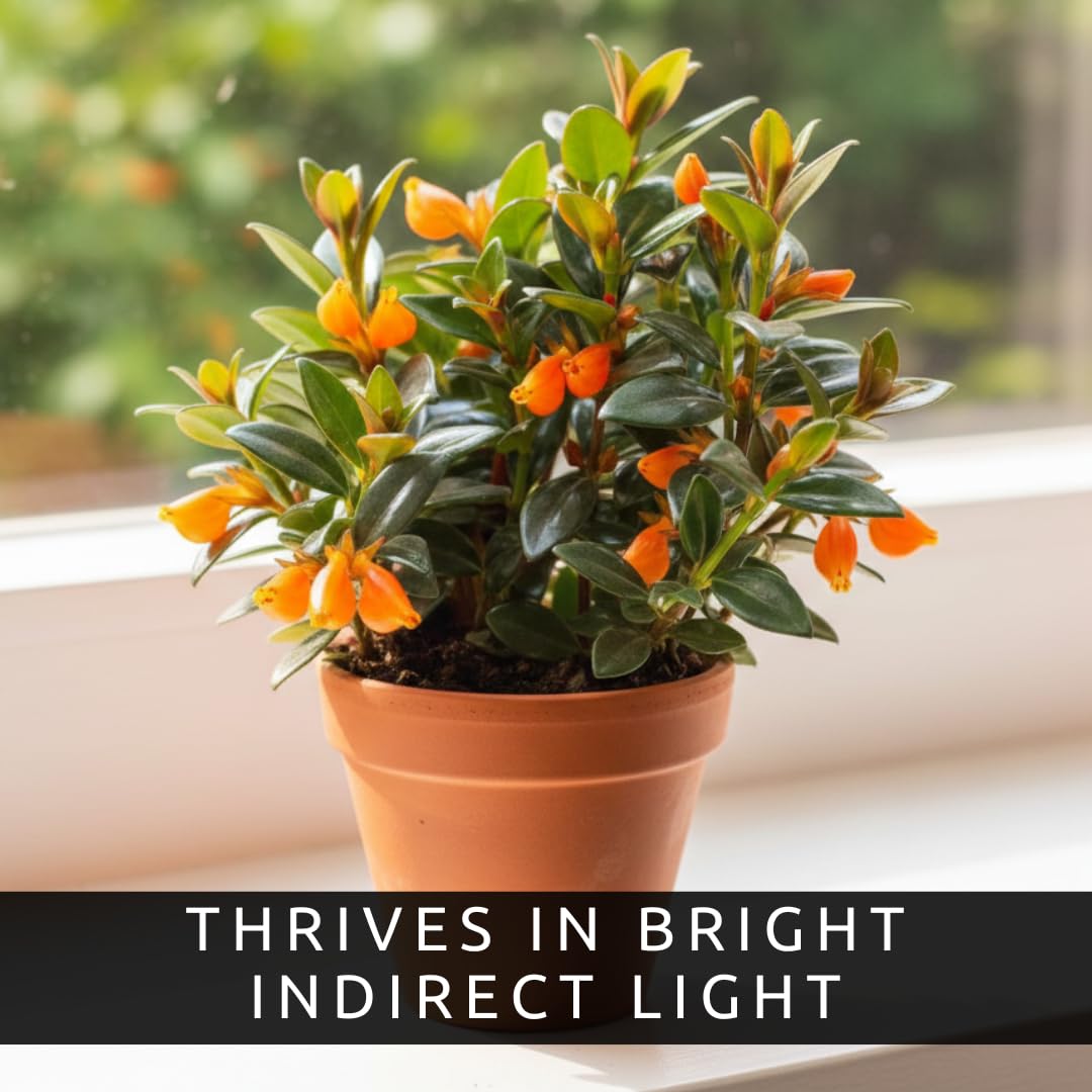 Orange Goldfish Starter Plant - 2 Inch Pot - Cute Indoor Nematanthus Starter Plant with Bright “Goldfish” Blooms – Gift for Fish Lovers, Small Spaces & Year-Round Color – Easy Houseplant