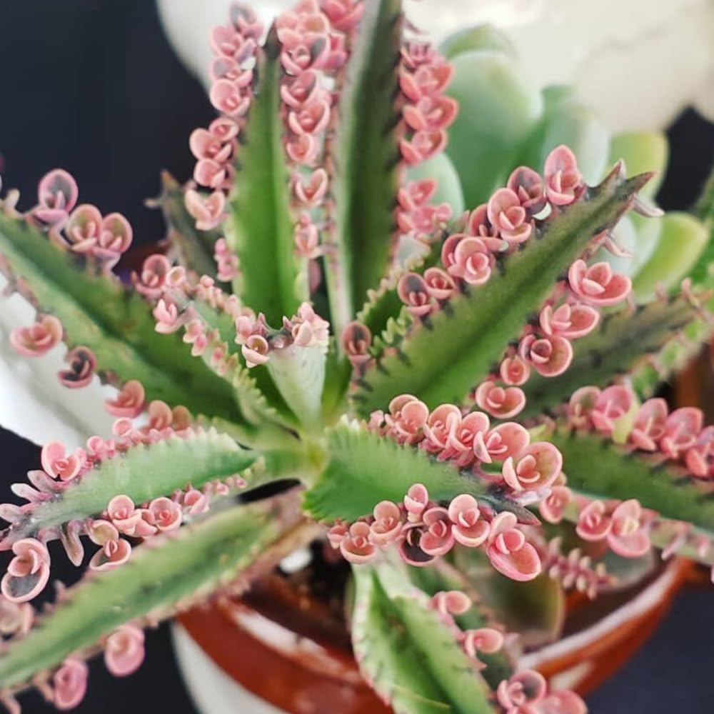 Pink Kalanchoe Plant Live in 2 Inch Pot, Butterfly Kalanchoe Succulent Mother of Thousands, Kalanchoe Live Plant
