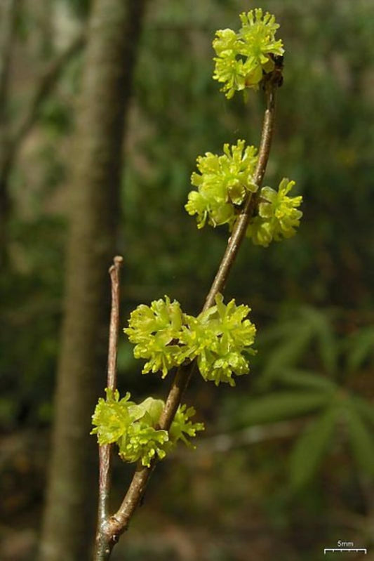 Live Plant - Northern Spicebush Shrub/Bush - 12-18" Tall Live Plant, 4" Pot - Lindera Benzoin