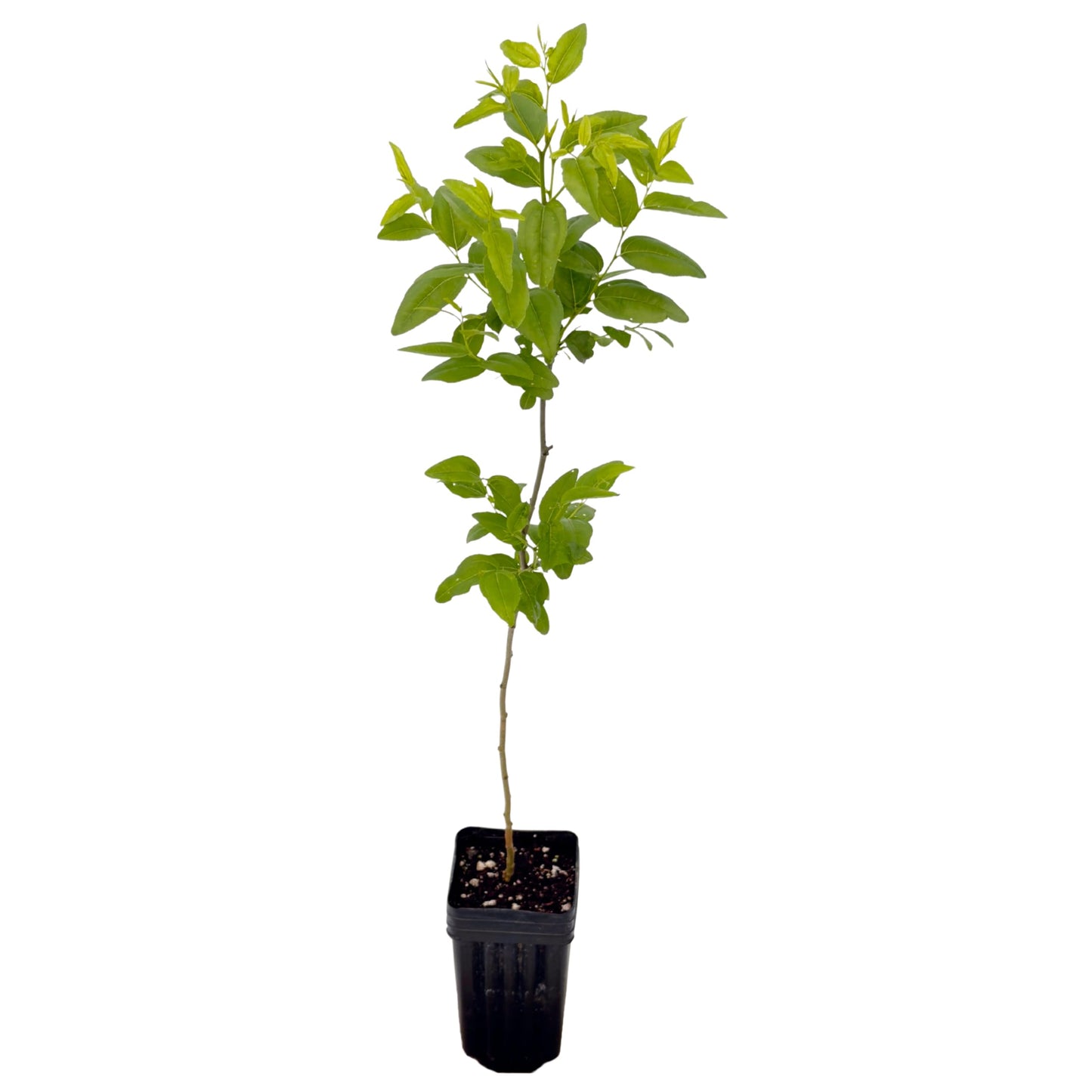 Jujube GA-866-1 Plant - Edible Fruit Tree