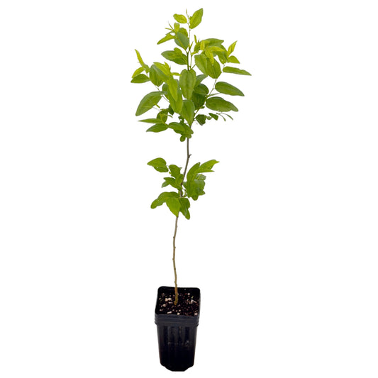 Jujube GA-866-1 Plant - Edible Fruit Tree