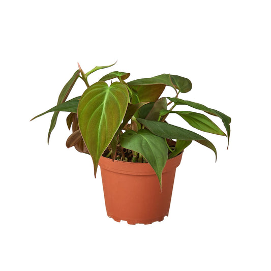 House Plant Shop | Philodendron 'Velvet' - 4" Pot | Live Indoor Plant | Easy to Care | Natural Décor Plant | Great Gifts| Free Care Guide