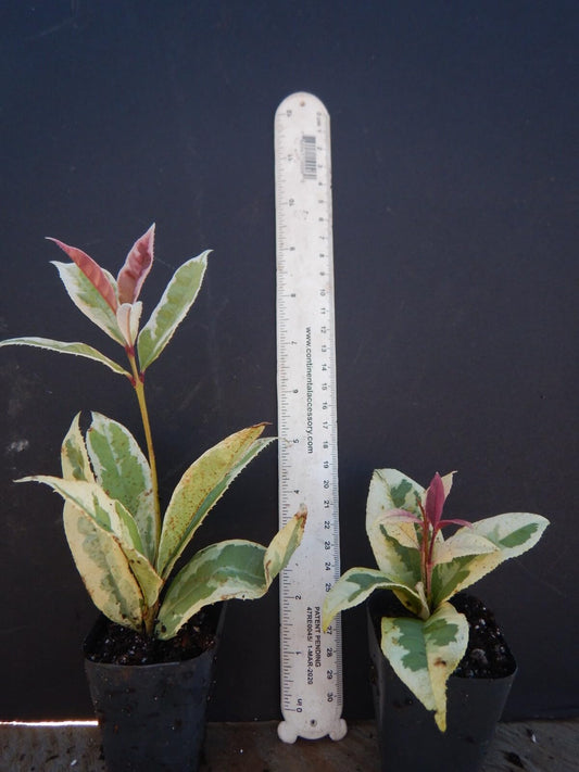 Live Plant - Yinbi Shuanghui Variegarted Fragrant Tea Olive Osmanthus fragrans Starter Plant