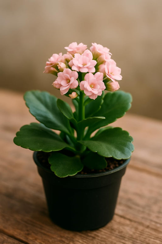 Light Pink Kalanchoe Starter Live Plant in 2 Inch Pot - Kalanchoe blossfeldiana Starter Plant - Drought Resistant Beautiful Pink Flowers