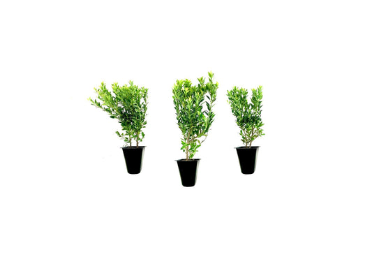 Hoogendoorn Holly Shrub I 3 Live Plants I Ilex Crenata | Lustrous Evergreen for Hedging, Privacy Screens, and Decorative Accents