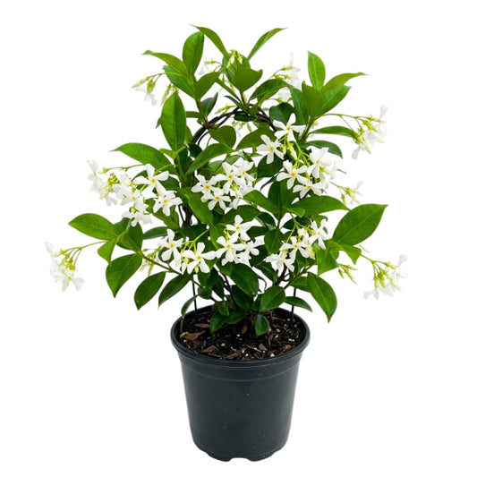 Star Jasmine Plant Live, Jasmine Flower Plant, 3-5 Inc Tall, Fragrant Climbing Vine for Indoor Outdoor Growing