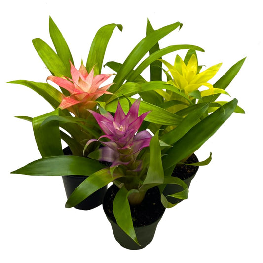 BubbleBlooms Colorful Bromeliad Assortment, 4 inch Set of 3, Guzmania Variety