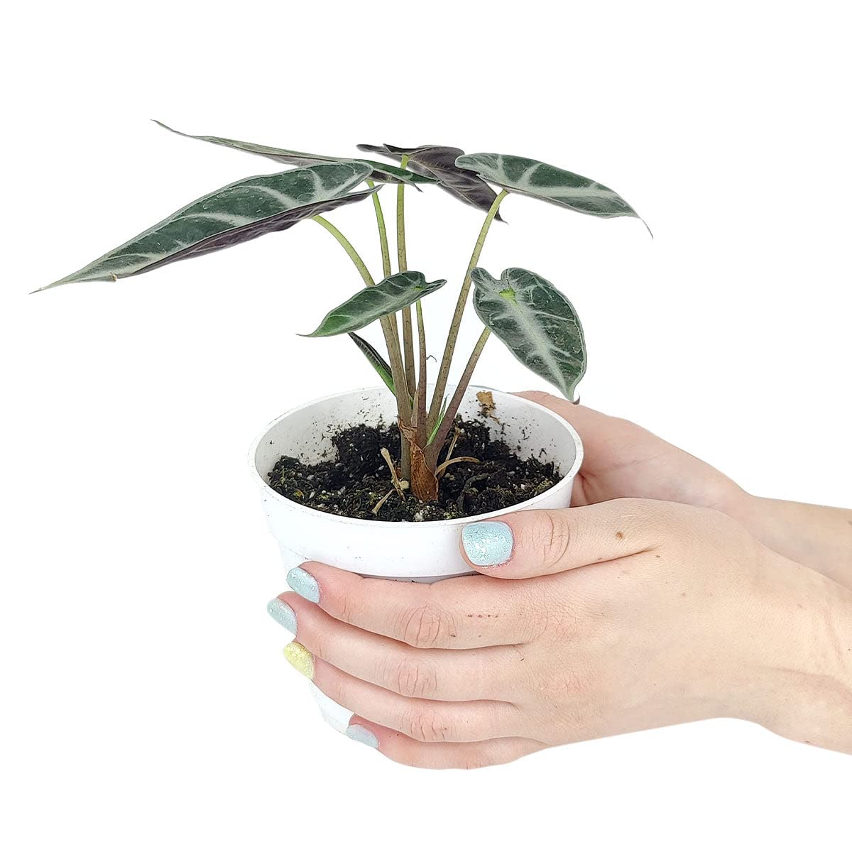Alocasia Bambino (4'' Grower Pot) - Low Light and Healthy Houseplant - Easy to Care Indoor Houseplant
