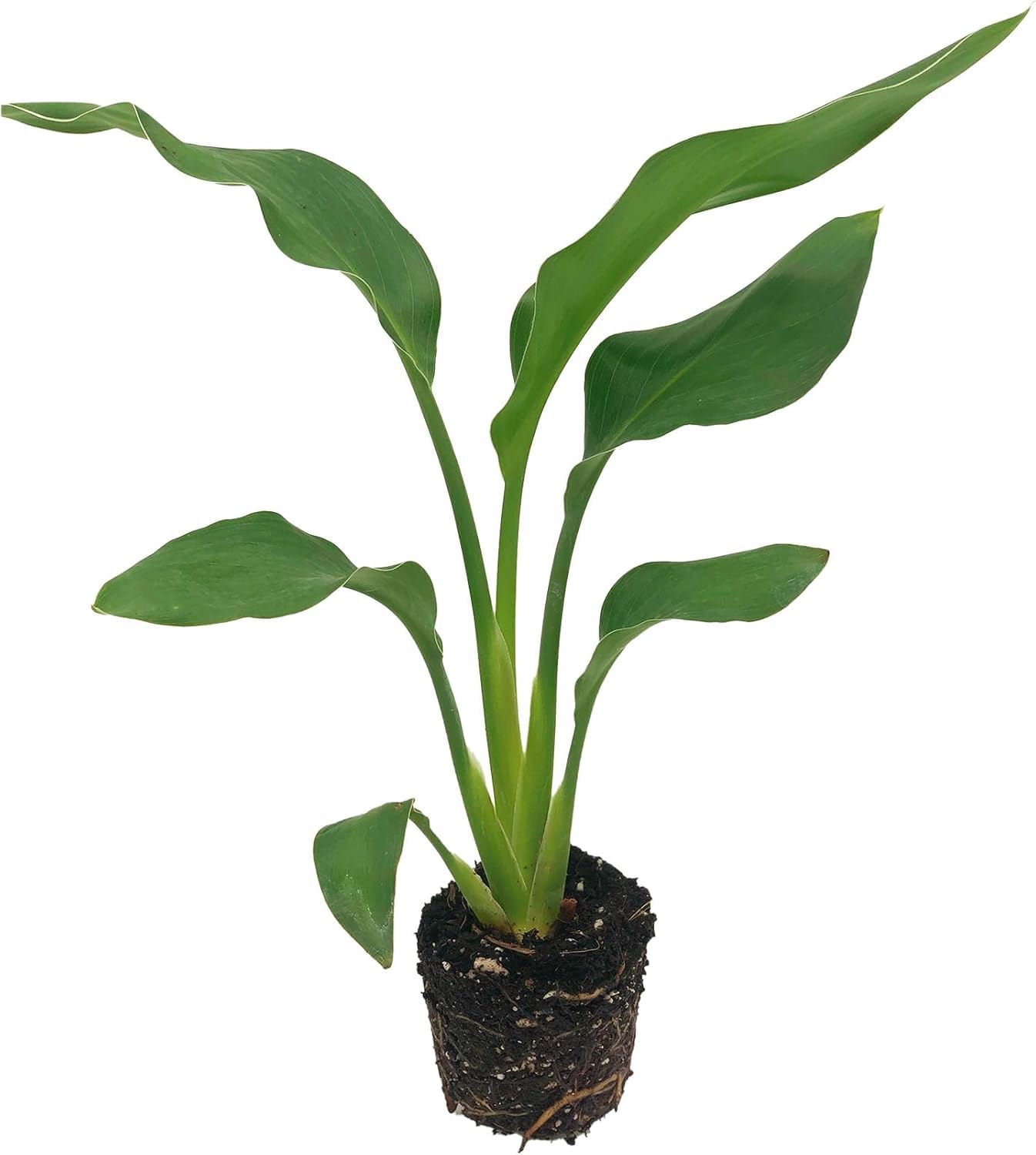 Live Orange Birds of Paradise Plant - ‘Orange Birds of Paradise’ Strelitzia Reginae - ragnaroc Tropical Plant 6-10” Tall - 2ct - Live Arrival Guaranteed - House Plants for Home Decor & Gift