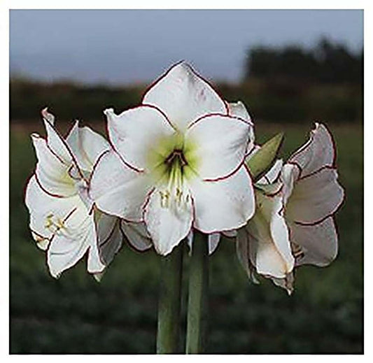 Picasso White Amaryllis Bulb – Large Bulb for Planting, Pink/Red Edges, 4-8 Blooms, 16–24" Tall – Elegant Indoor & Outdoor Plant – Low-Maintenance Amaryllis Bulb (Not in Wax)