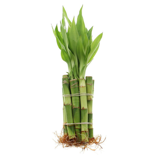 NW Wholesaler - 4" Live Lucky Bamboo Plant - Bundle of 10 Stalks - Live Indoor Houseplants for Home Decor, Live Bamboo Plant, Indoor Low Light Plants, Feng Shui (10)