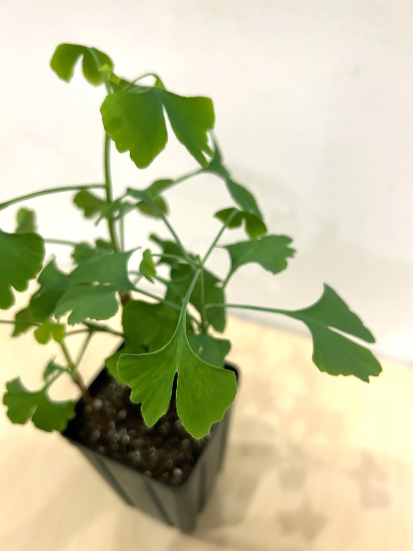 Ginkgo Tree - Pot of 3 Starter Plant. Gingko biloba. 6" - 9"