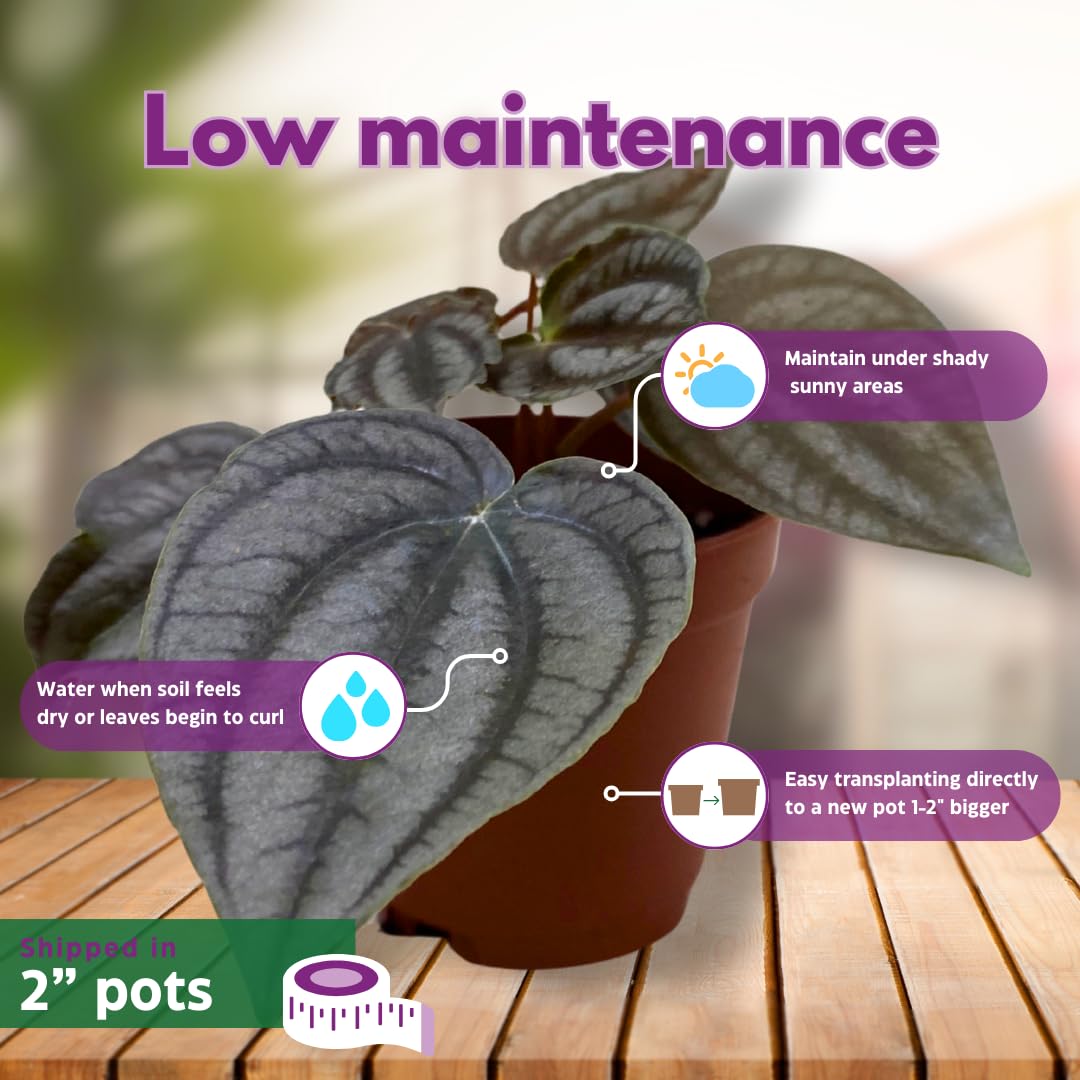 Harmony Foliage Rare Peperomia Premium Assortment Set of 3 in 2 inch pots