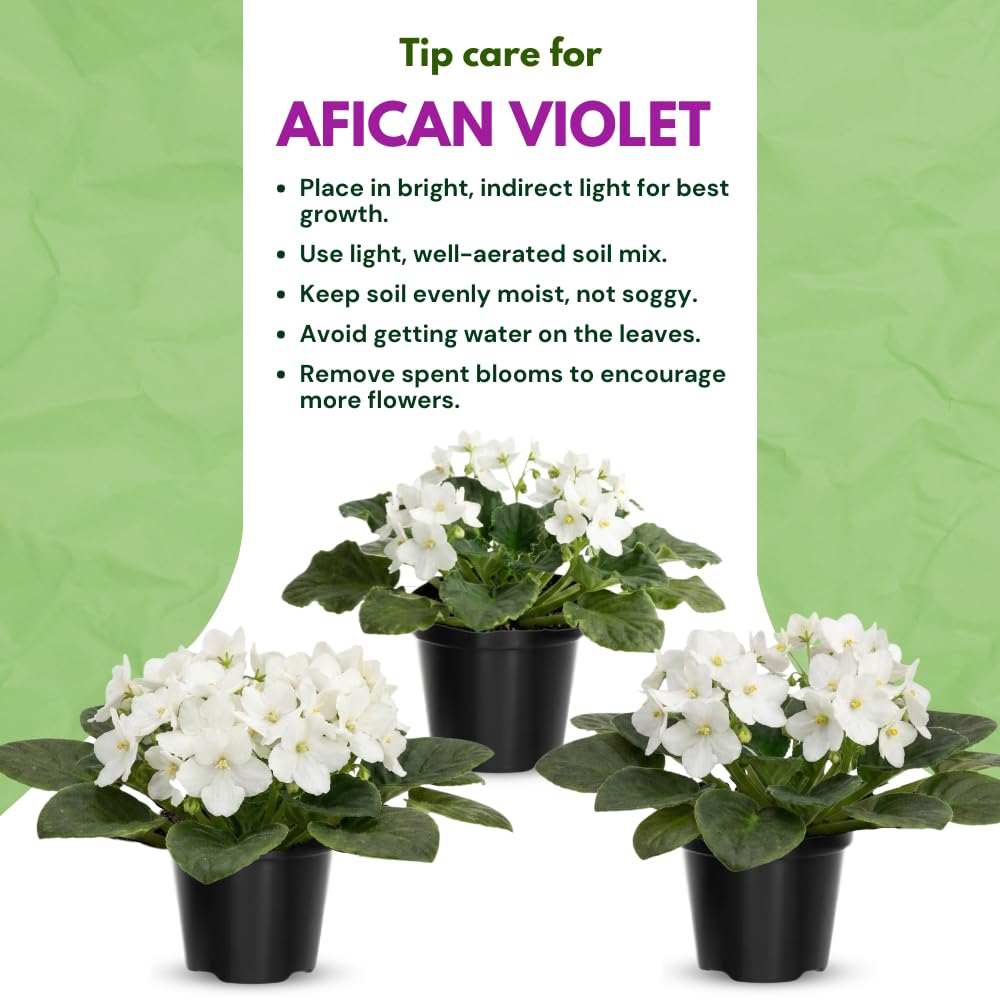African Violet Live Plant in 4 Inch Pot, Flowering Houseplant, Easy Care Indoor Plant with Vibrant Blooms (White African Violet)