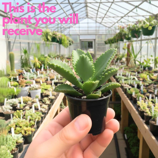 Mother of Thousands Live Plant in 4 Inch Pot | Kalanchoe Succulent Houseplant | Easy-Care Indoor Plant with Baby Plantlets