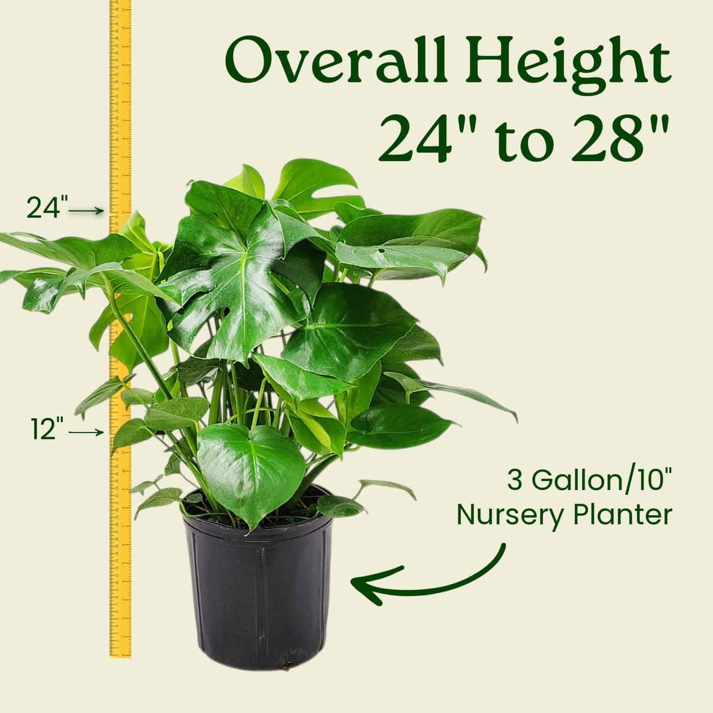 Monstera Deliciosa - Swiss Cheese Plant - Overall Height 24" to 28" - Tropical Plants of Florida (Plant + Heat Pack)