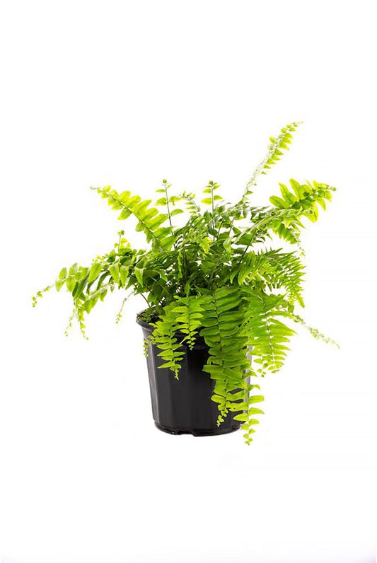 American Plant Exchange Macho Giant Sword Fern Plant – 6-Inch Pot – Live Hardy Air Purifying Fern, Medium Size Indoor/Outdoor Greenery for Home, Patio, or Garden Decor