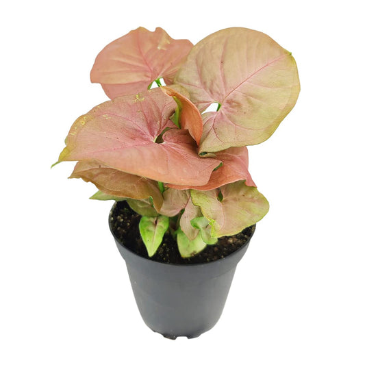 Live Houseplant 4" Syngonium Neon Robusta - Easy Care Indoor Plant - House Plants Indoors Live - Low Light House Plants - Plants Live Houseplants - Air-Purifying Houseplant for Gift or Home Decoration