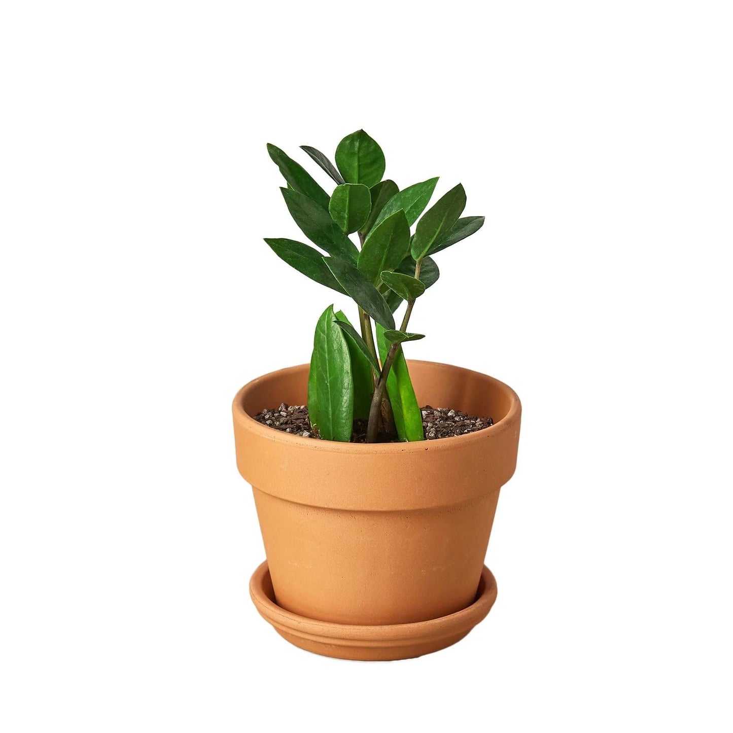 6 Pack Zamioculcas Zamiifolia ZZ in 4in Pot - Live Plants Tropical Houseplants | Variegated | USA Growers | The Snobby Leaf