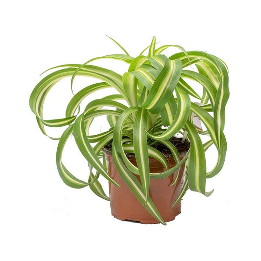 Bonnie Spider Plant - Live Plant in a 4 Inch Pot - Chlorophytum Comosum 'Bonnie' - Nature's Curly Green Symphony for Your Home