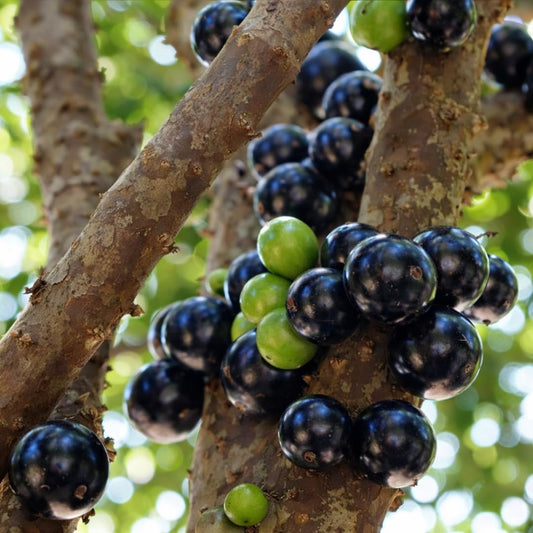 Live Black Jaboticaba Tree Plant, Brazilian Jabuticaba Plant, Sweet Fruit Tree, 1 Feet Tall for Outdoor Planting