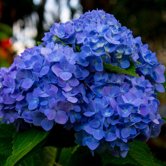 Hydrangea Tree Plants Live in Pot, 5-11" in Tall, Change Color Perennial Planting Indoor Outdoor, Long Lasting Blooms Flower (Blue to Pink)