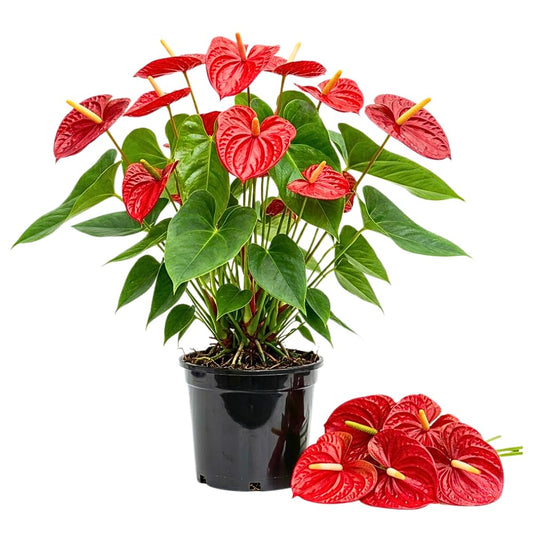 Red Anthurium Live Plants, 6-10" Tall in 6" Pot, Tropical Anthurium Plants, Vibrant Flowering Indoor Plant, Fully Rooted Tropical Decor Plant, No Ship to CA