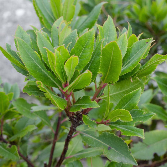 Live Plant - Bay Leaf Tree - 6-10" Tall Live Plant, 3" Pot - Sweet Bay Laurel, Laurus nobilis