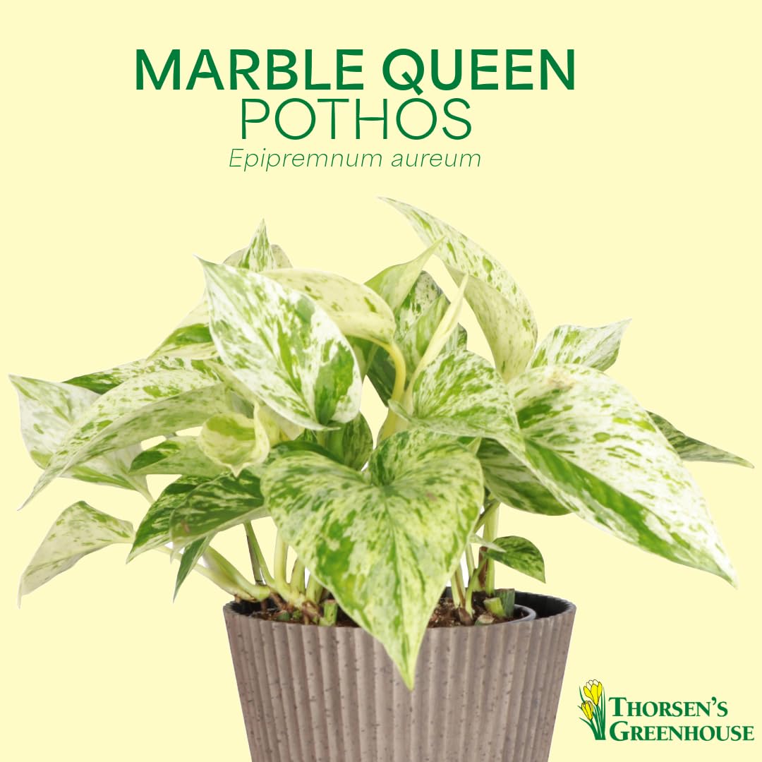 Thorsen's Greenhouse Marble Queen Pothos, Live Indoor Plant, Easy to Grow, Rare Variegated Houseplant, Natural Air Purifier, 4-inch Diameter Pot (Terra Cotta)
