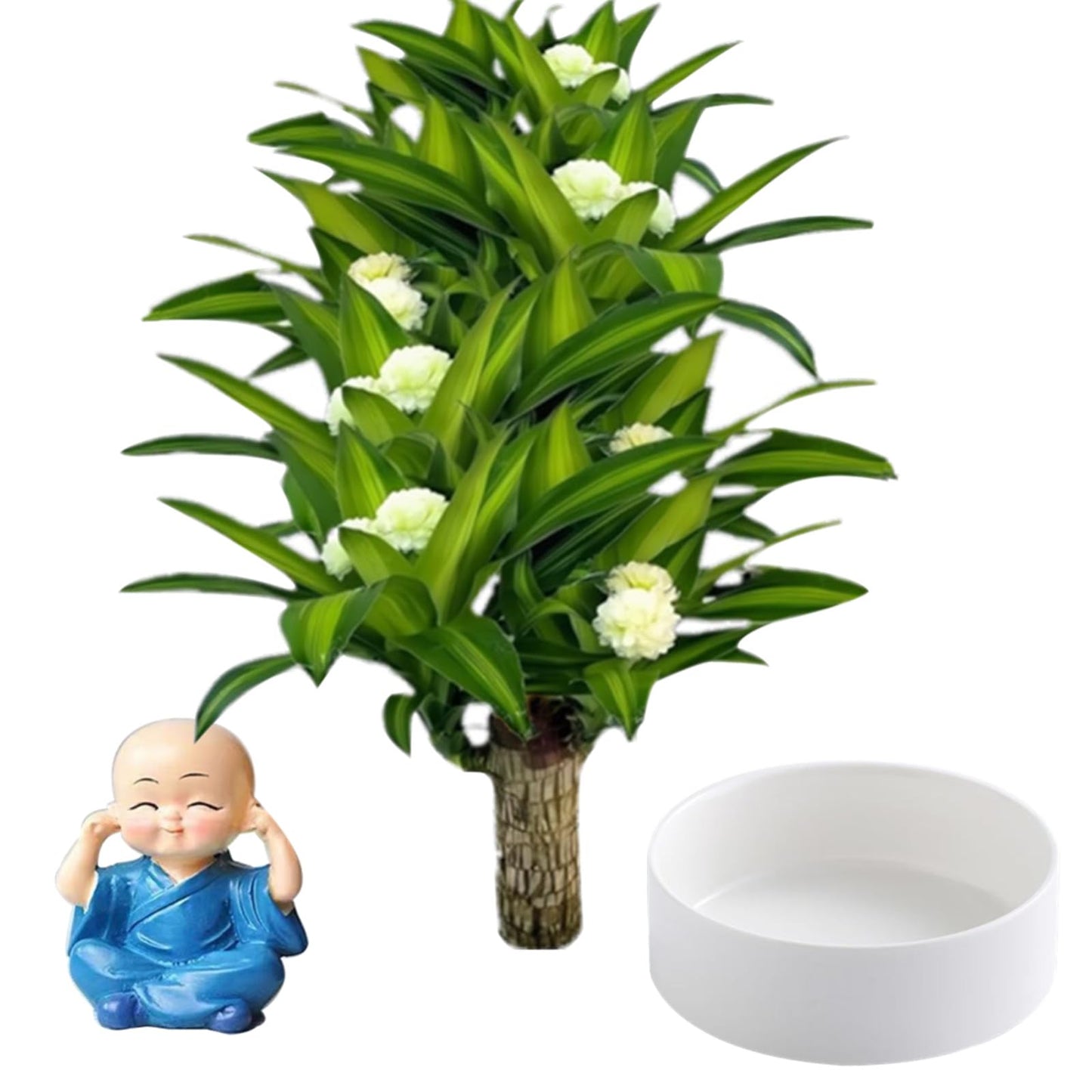 Brazilian Lucky Wood Plant,Brazilian Wood Doesn't Need to Wait to Sprout, Natural Air Cleaner, Suitable for Home Office Desk Decor (Blue)