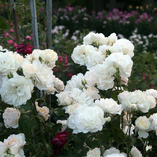 Heirloom Climbing Roses, Live Own Root Plant for Outdoor Garden, Cloud 10™, Moderately Fragrant, Hardiness Zones 5-10, Continual Blooming