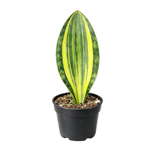 Variegated Whale Fin Plant 8–10 Inch Live Plant – Rare Variegated Sansevieria Masoniana Indoor Succulent, Easy Care Air Purifying Snake Plant, Unique Home Decor Houseplant Gift