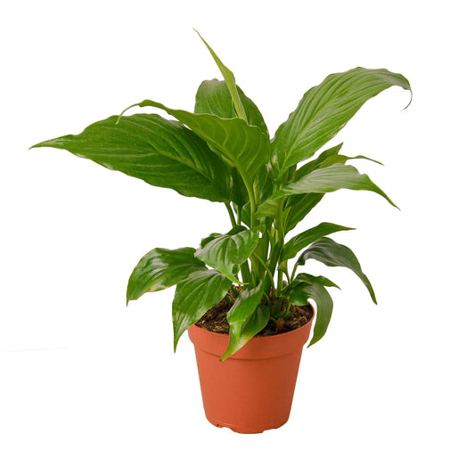 Spathiphyllum 'Peace Lily' | Live Plant for Indoor & Outdoor | for Living Room, Office, Bathroom | (4" Pot)