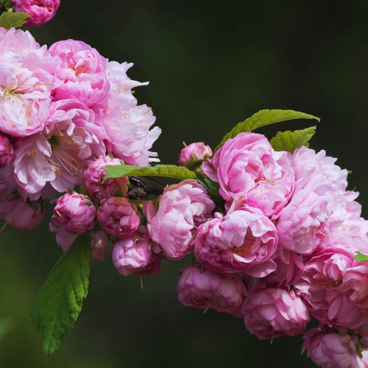 Flowering Almond Tree Live Plant, Double Pink Almond Shrub Tree Plant Live, 6 to 10 Inc Tall