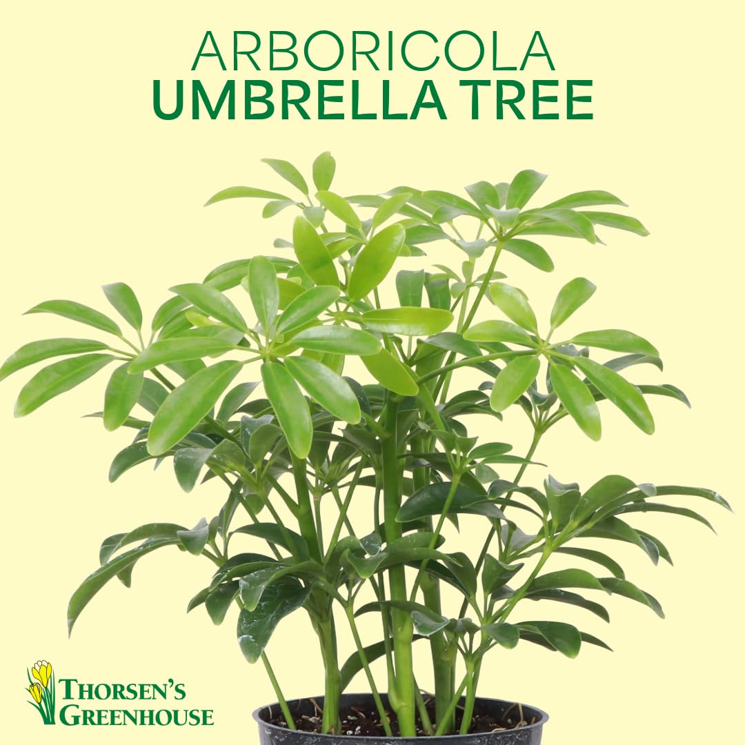 Thorsen's Greenhouse Live Arboricola Umbrella Tree Plant, Schefflera Arboricola, Natural Air Purifier, Easy to Grow, Live Indoor Houseplant, 4-inch Diameter (Copper)