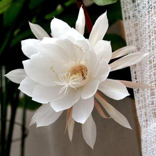 Night Blooming Cactus Plant, 4-6 Inch Tall, Fragrant White Night Blooming Cactus, 4 Inch Pot Rare Flowering Plant for Indoor and Outdoor Garden