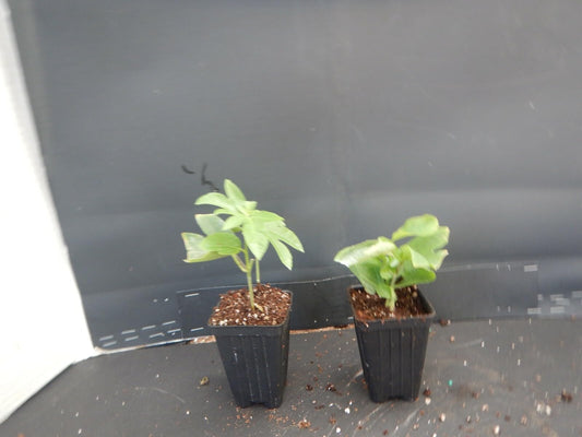 Live Plant - Lady Margaret Red Burgundy Passion Flower Vine Fragrant Live Plant Passiflora