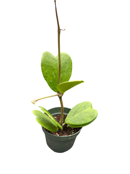 Hoya Kerrii Live Plant – Heart Leaf Hoya – 4 Inch Pot – Indoor Succulent Houseplant Easy Care